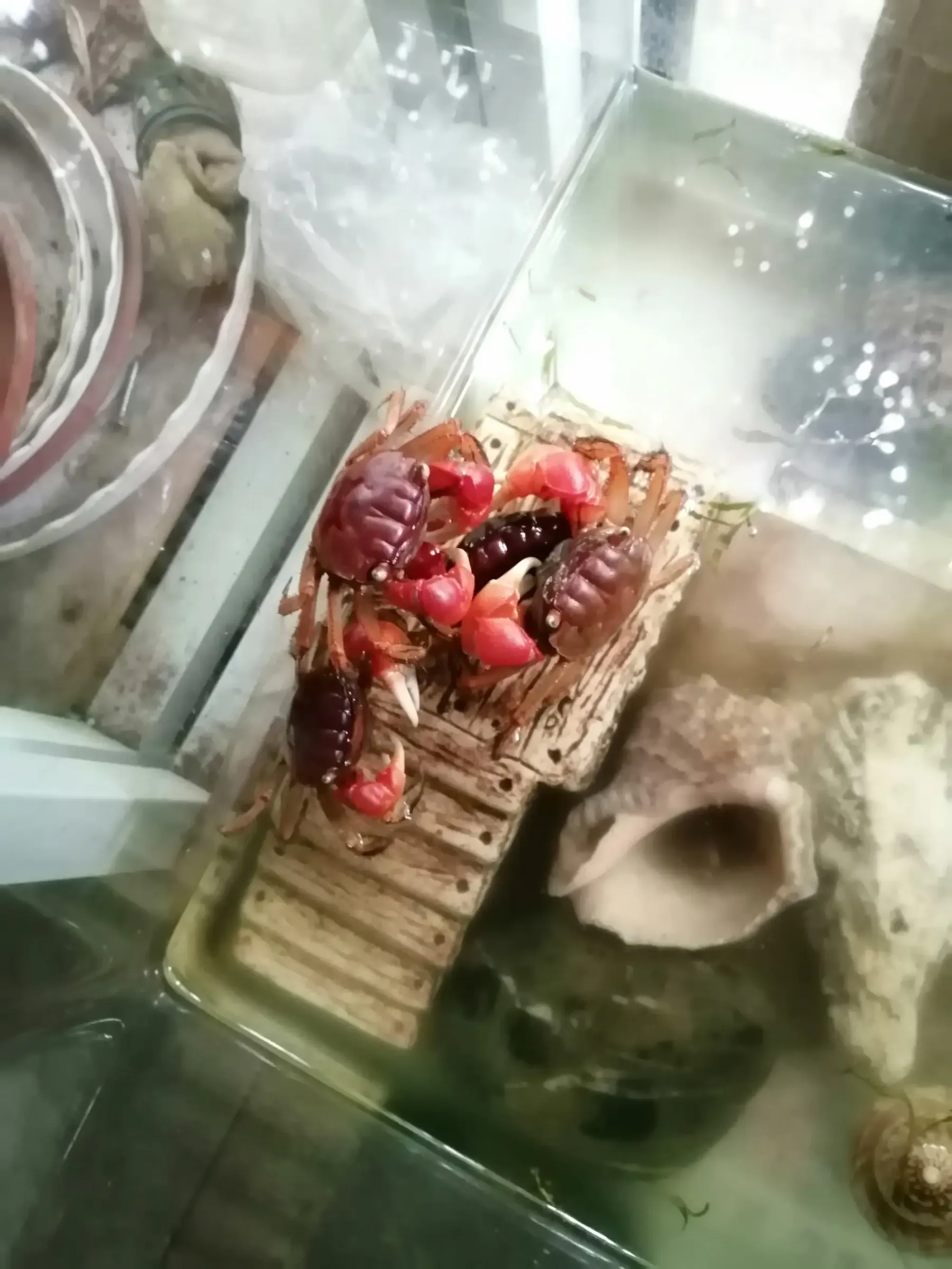 小螃蟹吃什么怎么养活？