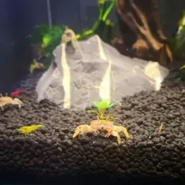 小螃蟹吃什么怎么养活？