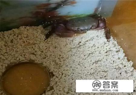 小螃蟹吃什么怎么养活？