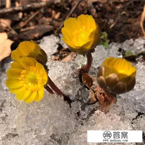 长春哪里可以看到冰凌花？