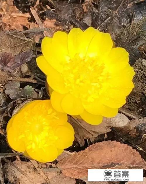 长春哪里可以看到冰凌花？