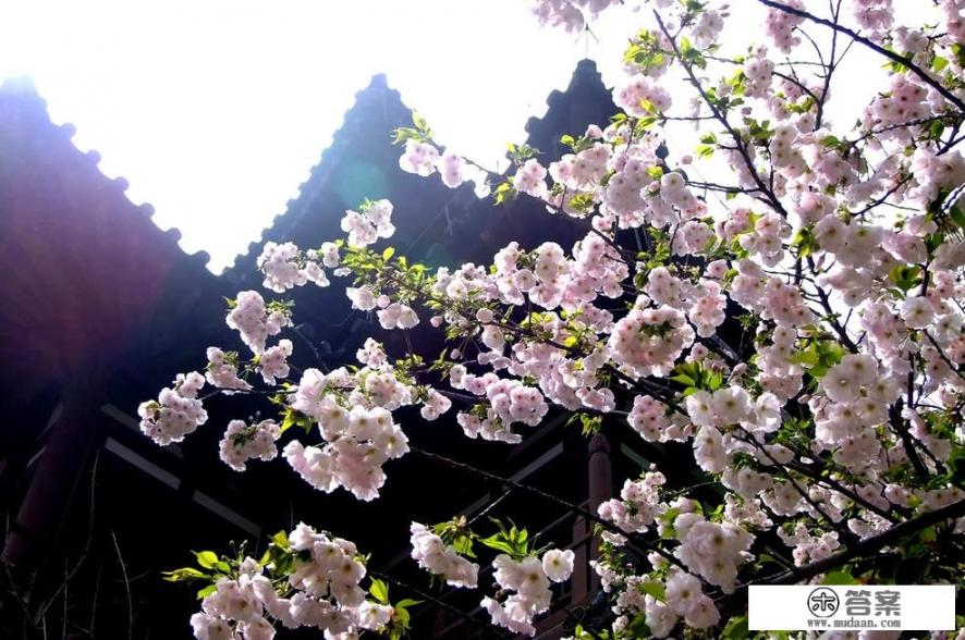 清明小长假你都去了哪些景点游玩，能推荐一下吗？