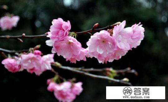 清明小长假你都去了哪些景点游玩，能推荐一下吗？