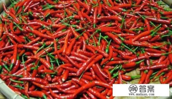熬辣椒酱用什么辣椒？