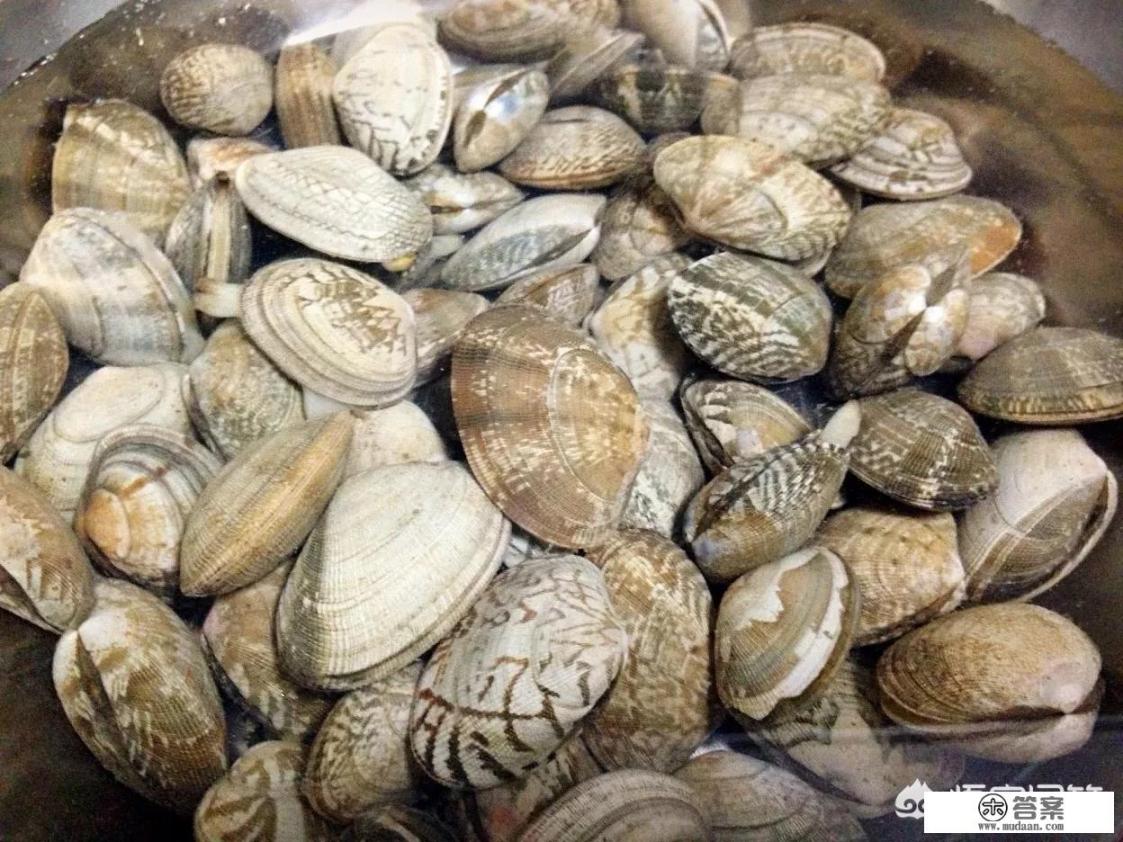 有什么便宜好吃的小海鲜?怎么做好吃? 有什么便宜好吃的小海鲜?怎么做好吃?