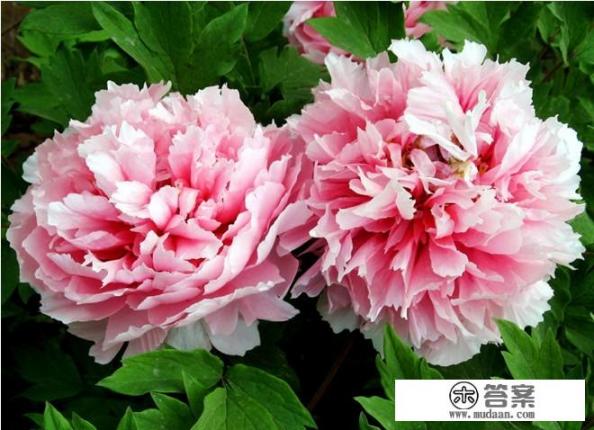 春季旅游胜地有哪些？