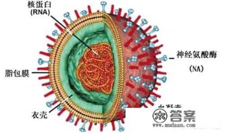 流感疫苗管多长时间,什么时候接种最好? 流感疫苗管多长时间,什么时候接种最好?