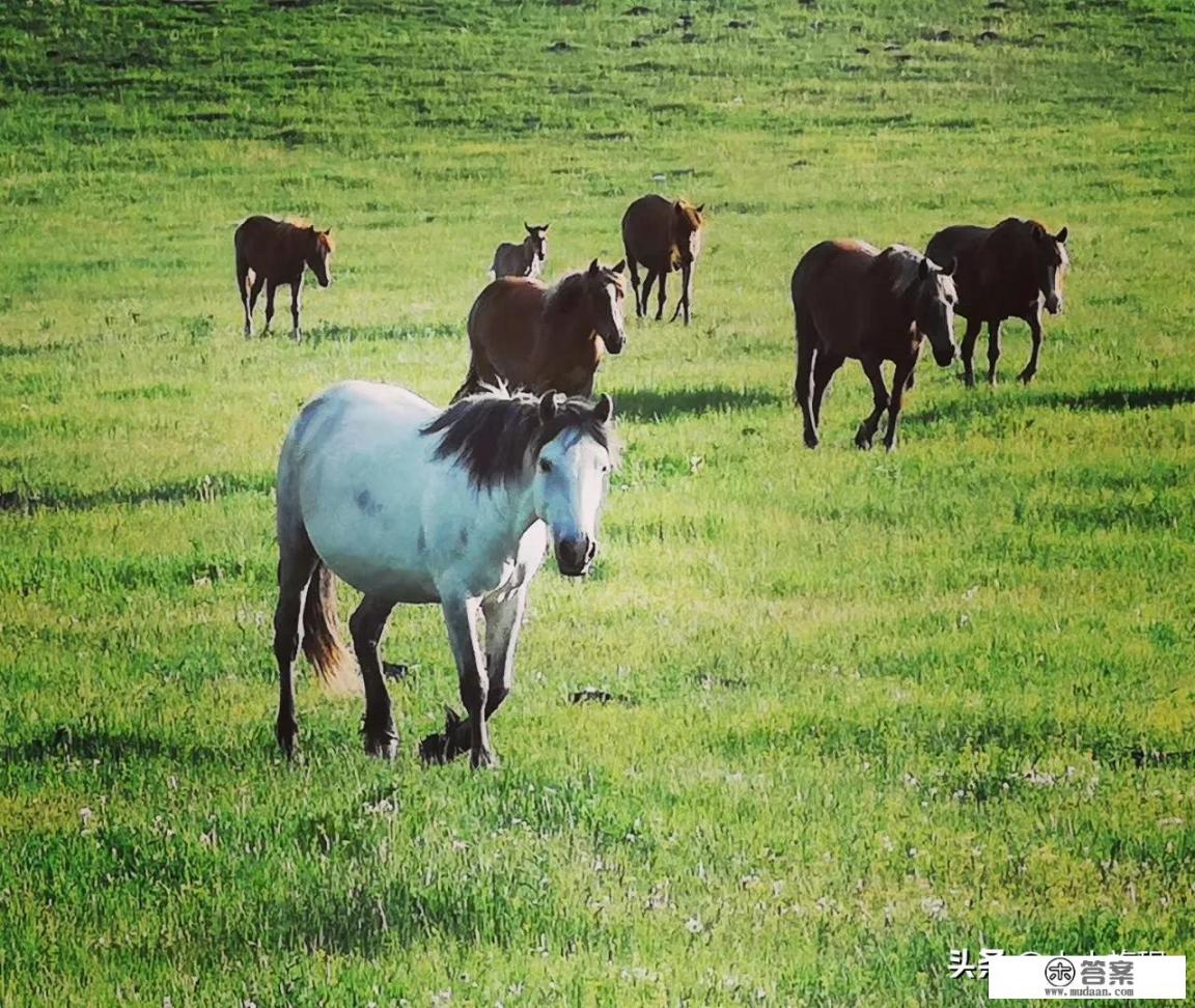 内蒙古旅游攻略，去内蒙自驾游轿车行吗？