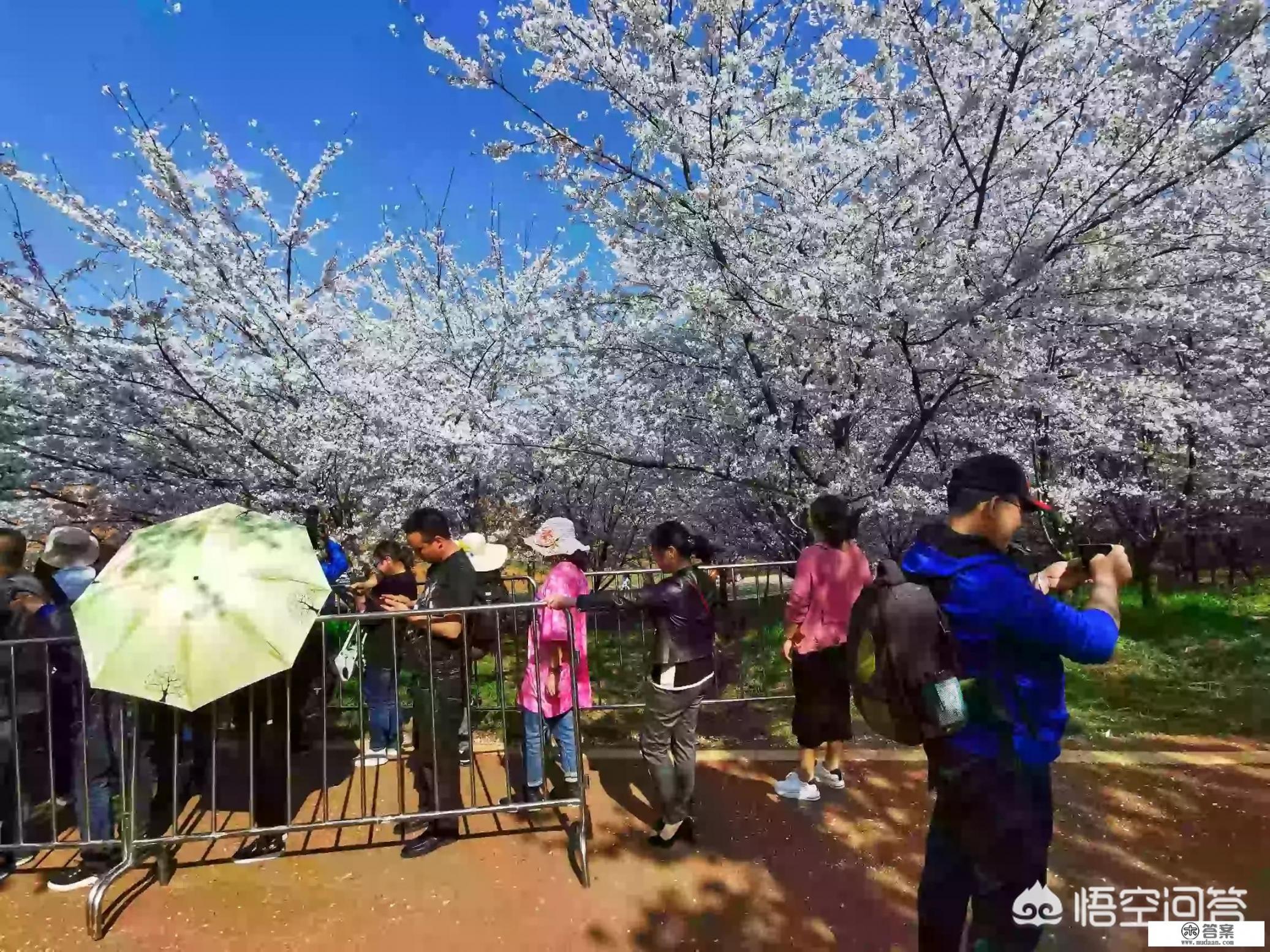 贵州平坝万亩樱花绽放，美爆了这个春天，有去过的吗？有旅游攻略路线吗？