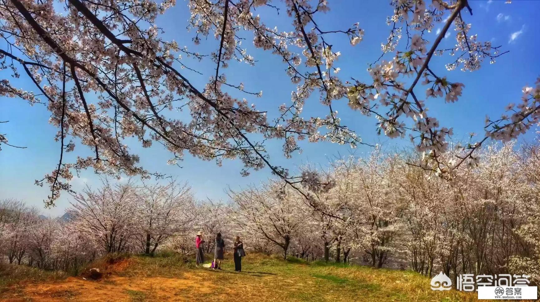 贵州平坝万亩樱花绽放，美爆了这个春天，有去过的吗？有旅游攻略路线吗？