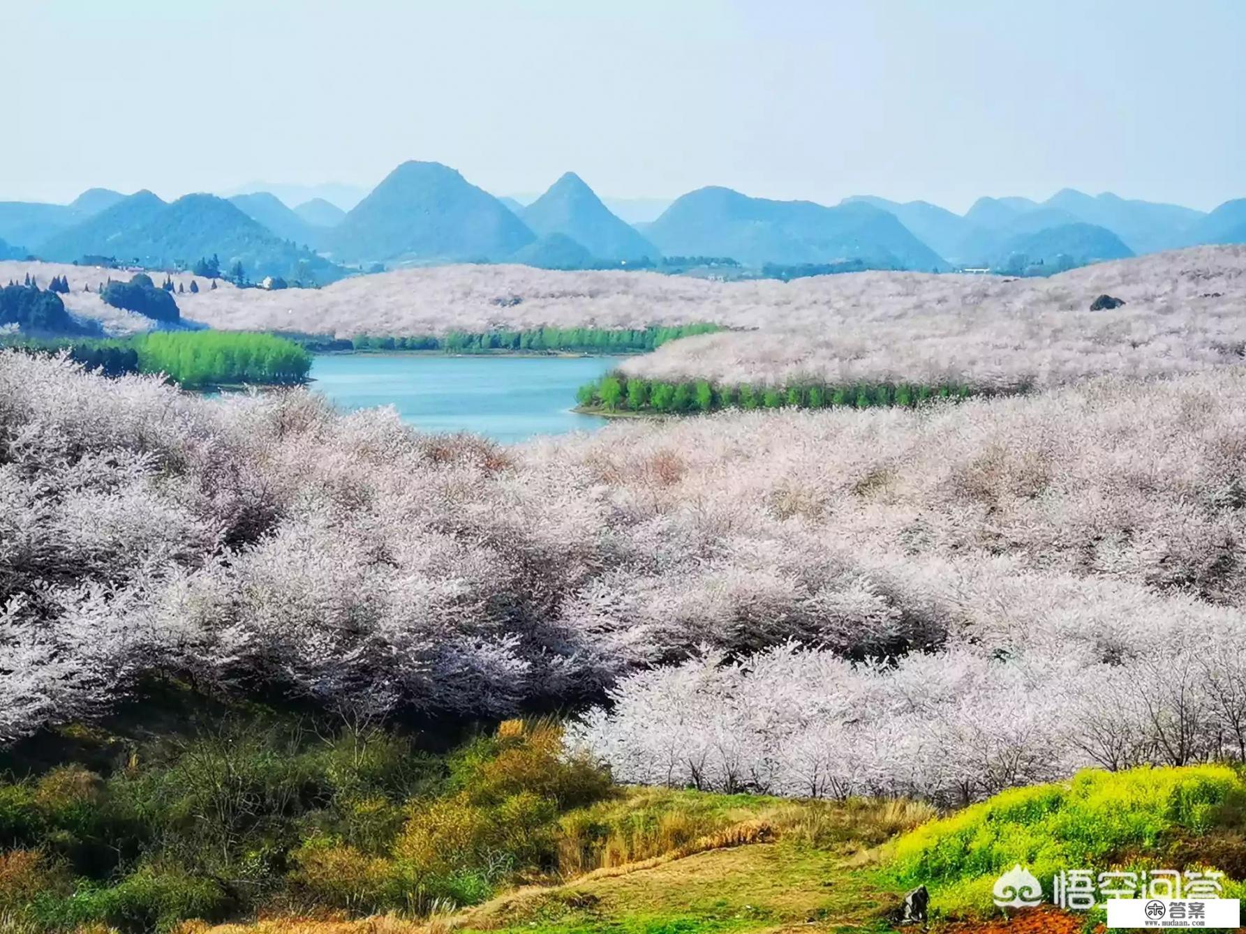 贵州平坝万亩樱花绽放，美爆了这个春天，有去过的吗？有旅游攻略路线吗？