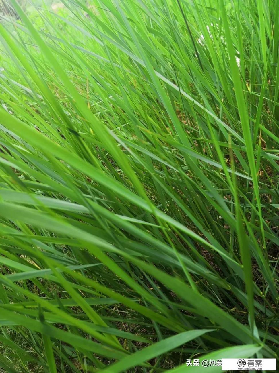 内蒙古有九大草原，来草原旅游过的你觉得哪个草原最美啊？