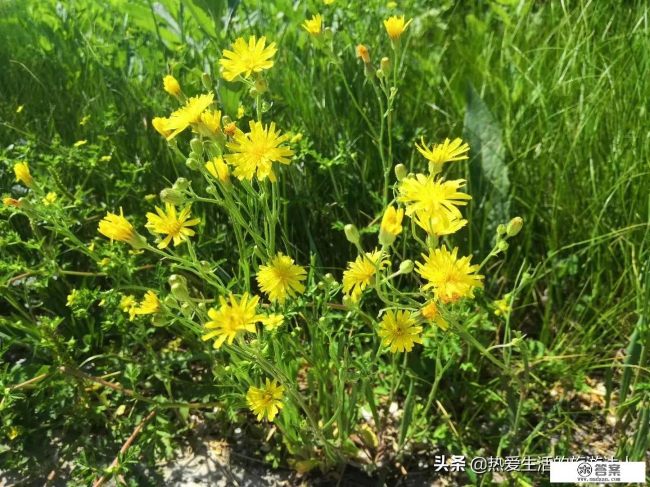 内蒙古有九大草原,来草原旅游过的你觉得哪个草原最美啊? 内蒙古有九大草原,来草原旅游过的你觉得哪个草原最美啊?