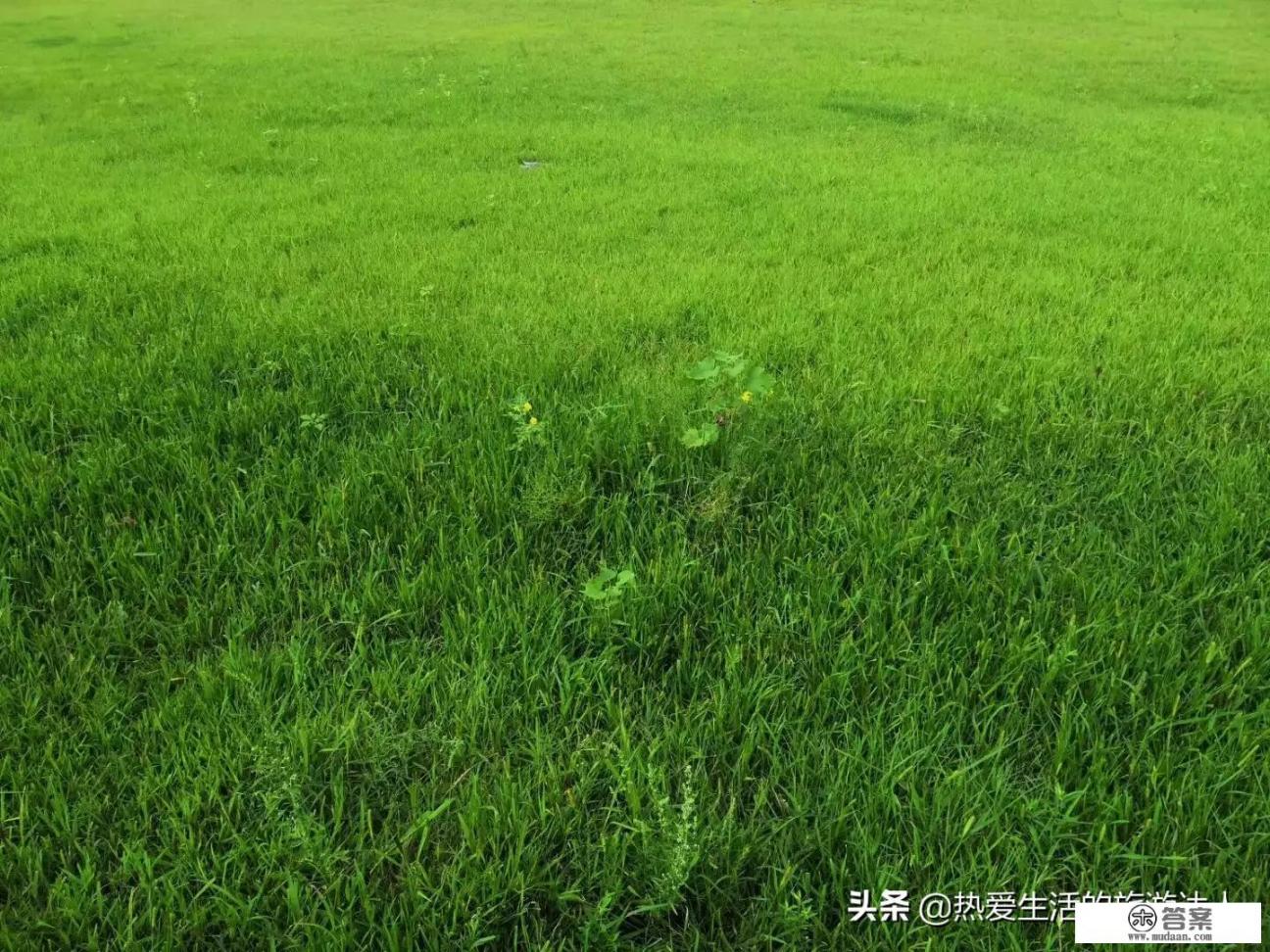 内蒙古有九大草原,来草原旅游过的你觉得哪个草原最美啊? 内蒙古有九大草原,来草原旅游过的你觉得哪个草原最美啊?