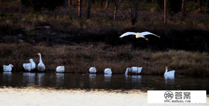 石岩湿地公园游玩攻略？