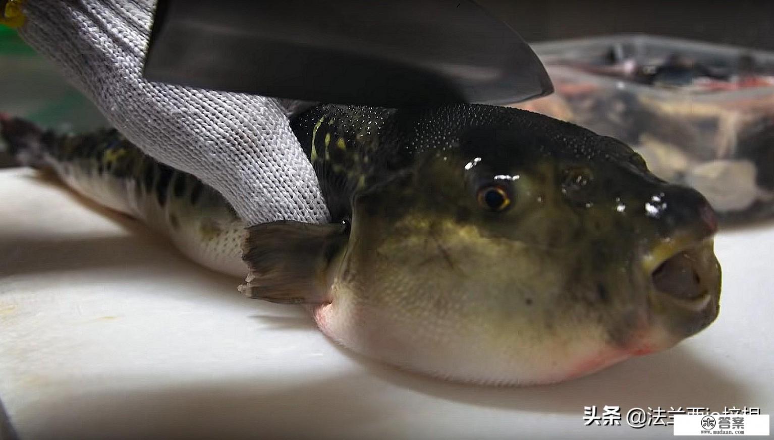 河豚怎么做才无毒？