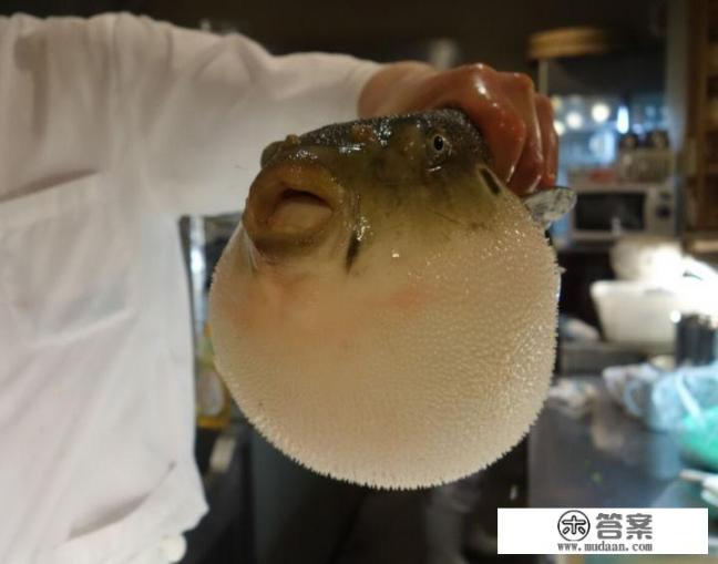 河豚怎么做才无毒？