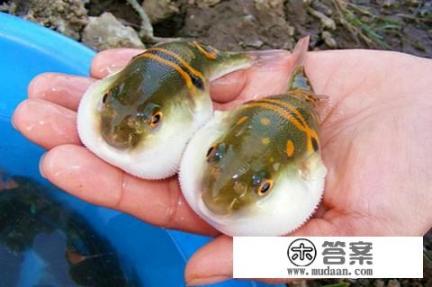 河豚怎么做才无毒？