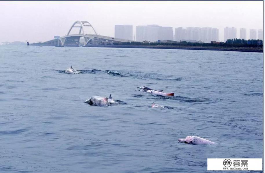厦门去哪里可以看到白海豚？