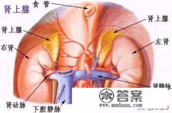 肾上腺是什么？