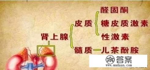 肾上腺是什么？