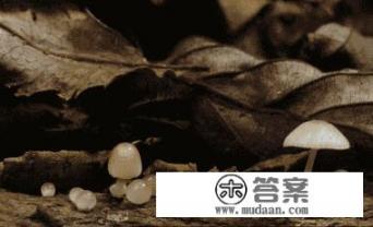 做的金针菇蒸鸡腿为什么有点儿腥？