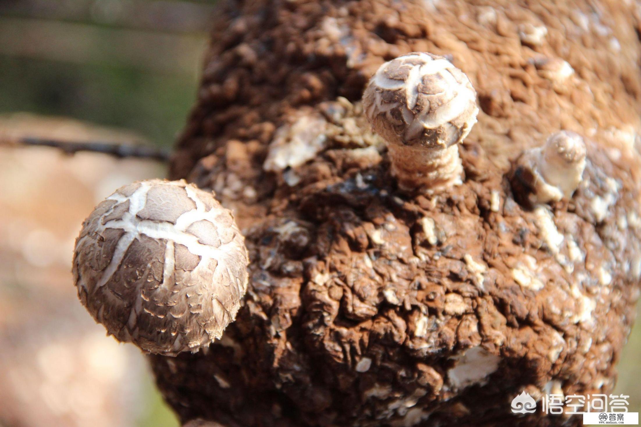 做的金针菇蒸鸡腿为什么有点儿腥？