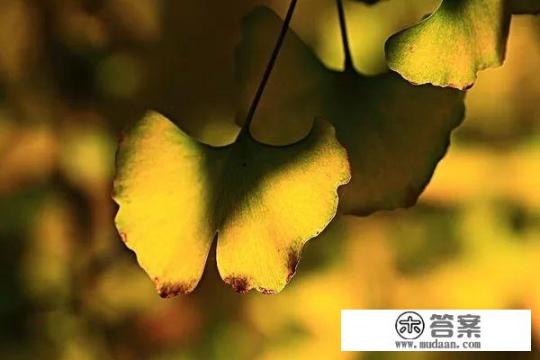 银杏叶是什么？