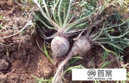 玛卡有什么功效？