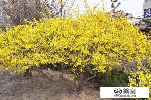 连翘有什么功效和作用? 连翘有什么功效和作用?