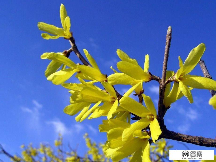 连翘有什么功效和作用? 连翘有什么功效和作用?