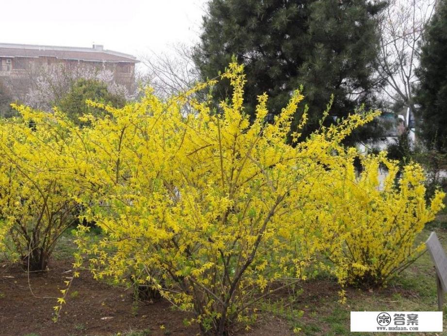 连翘有什么功效和作用? 连翘有什么功效和作用?