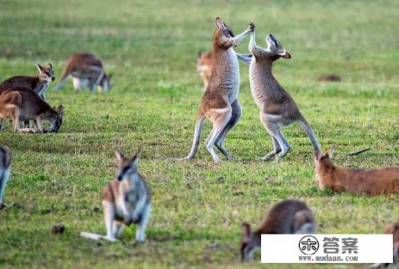 澳大利亚签证种类有哪些？