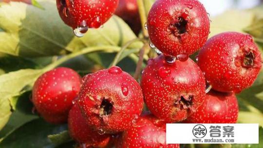 山楂干泡水的功效有哪些? 山楂干泡水的功效有哪些?