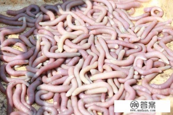 沙虫什么季节最多？