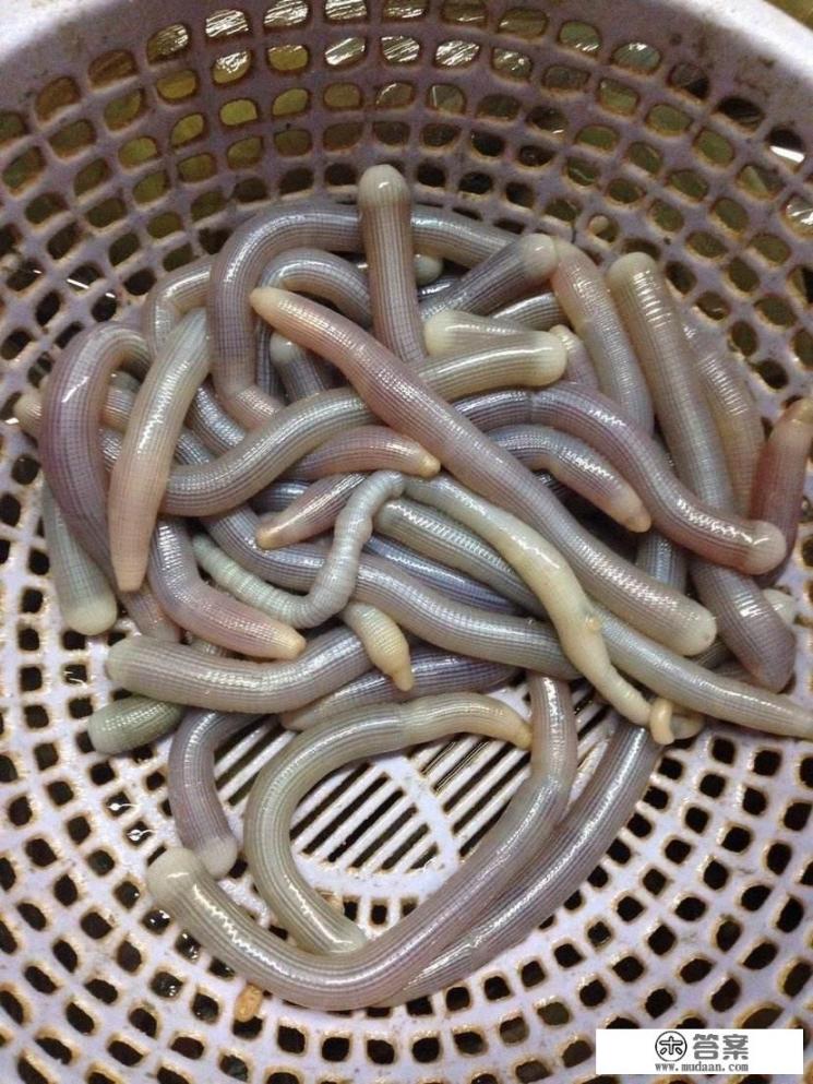 沙虫什么季节最多？