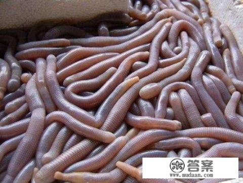 沙虫什么季节最多？