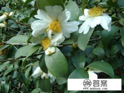 如何破解油茶“千花一果”难题？油茶保花保果有哪些技术措施？
