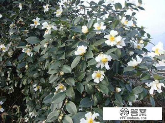 如何破解油茶“千花一果”难题？油茶保花保果有哪些技术措施？