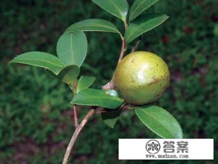如何破解油茶“千花一果”难题？油茶保花保果有哪些技术措施？