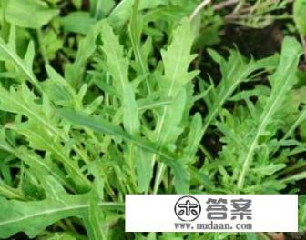 那么多人喜欢吃芝麻菜?有营养高吗? 那么多人喜欢吃芝麻菜?有营养高吗?