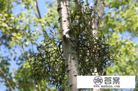 农村常见的“桑寄生”是什么植物？有什么药用价值？