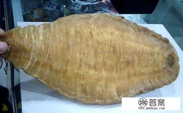 什么是鱼胶?鱼胶有什么营养价值,又有什么做法呢? 什么是鱼胶?鱼胶有什么营养价值,又有什么做法呢?