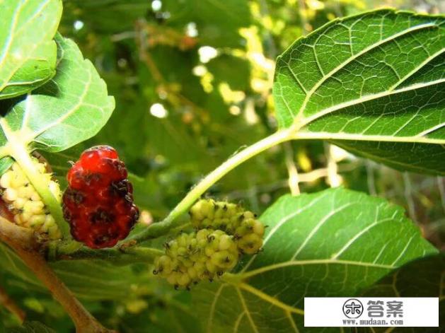 桑葚泡水喝对人体有什么好处？