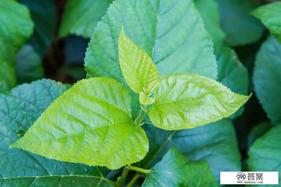 桑葚泡水喝对人体有什么好处？