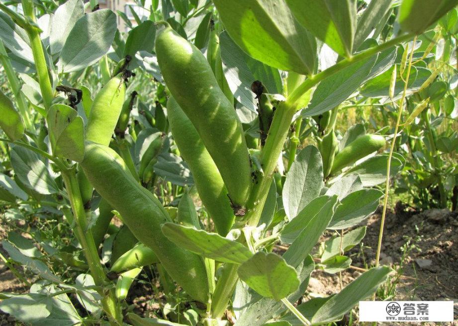 蚕豆有怎样的药用功效及营养价值？