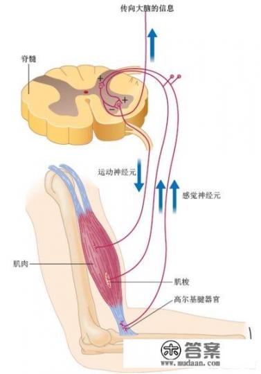 “渐冻人”会有哪些症状? “渐冻人”会有哪些症状?