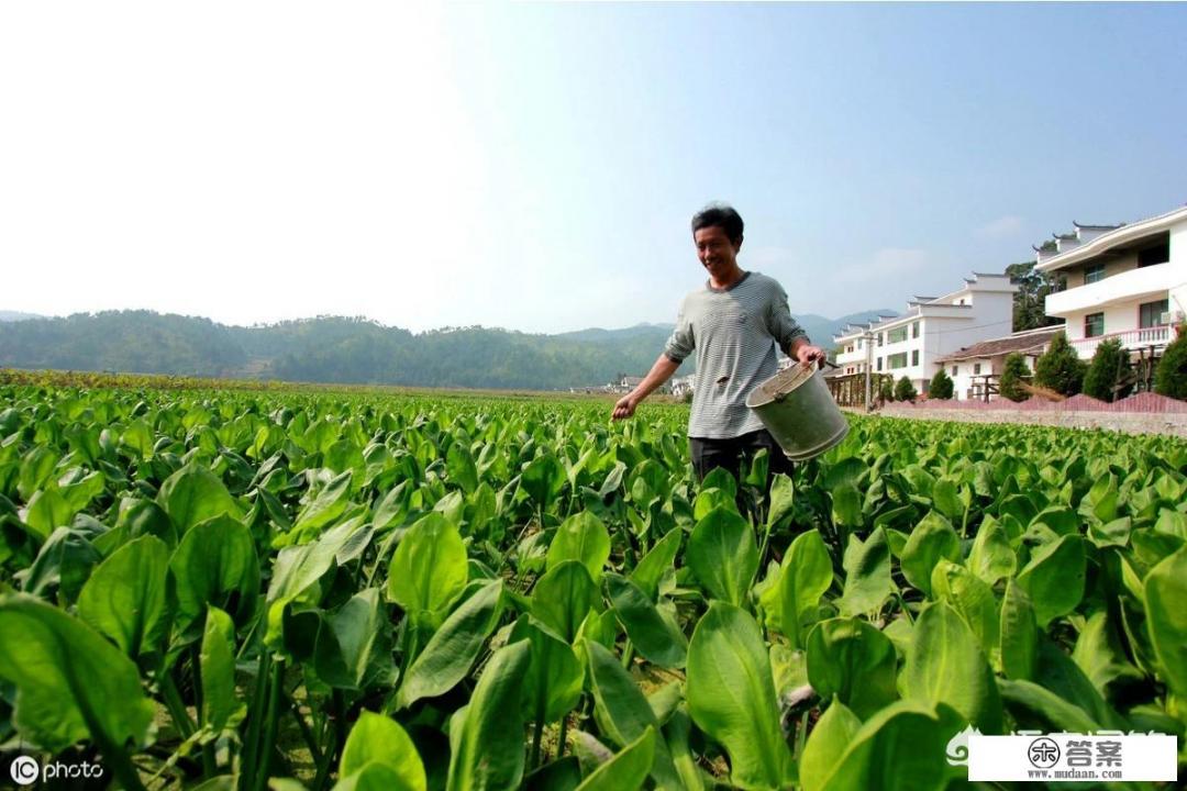 泽泻长在河边，根茎都带有毒素，却为何被农民当成心头肉？