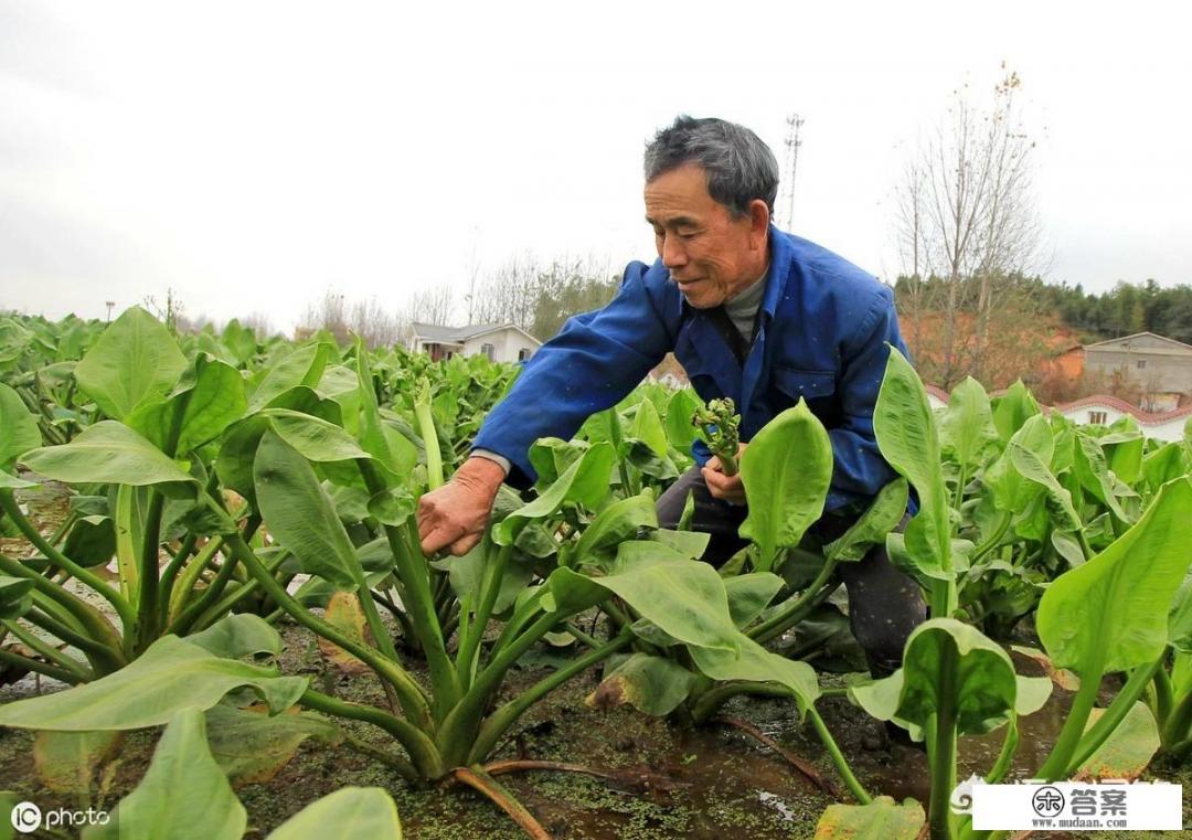 泽泻长在河边，根茎都带有毒素，却为何被农民当成心头肉？