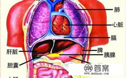“五官、五脏、六腑、七窍、七情、六欲”都是指什么？